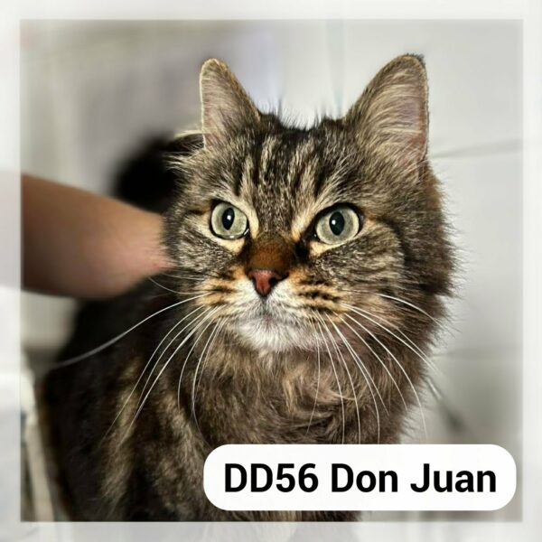 Don Juan