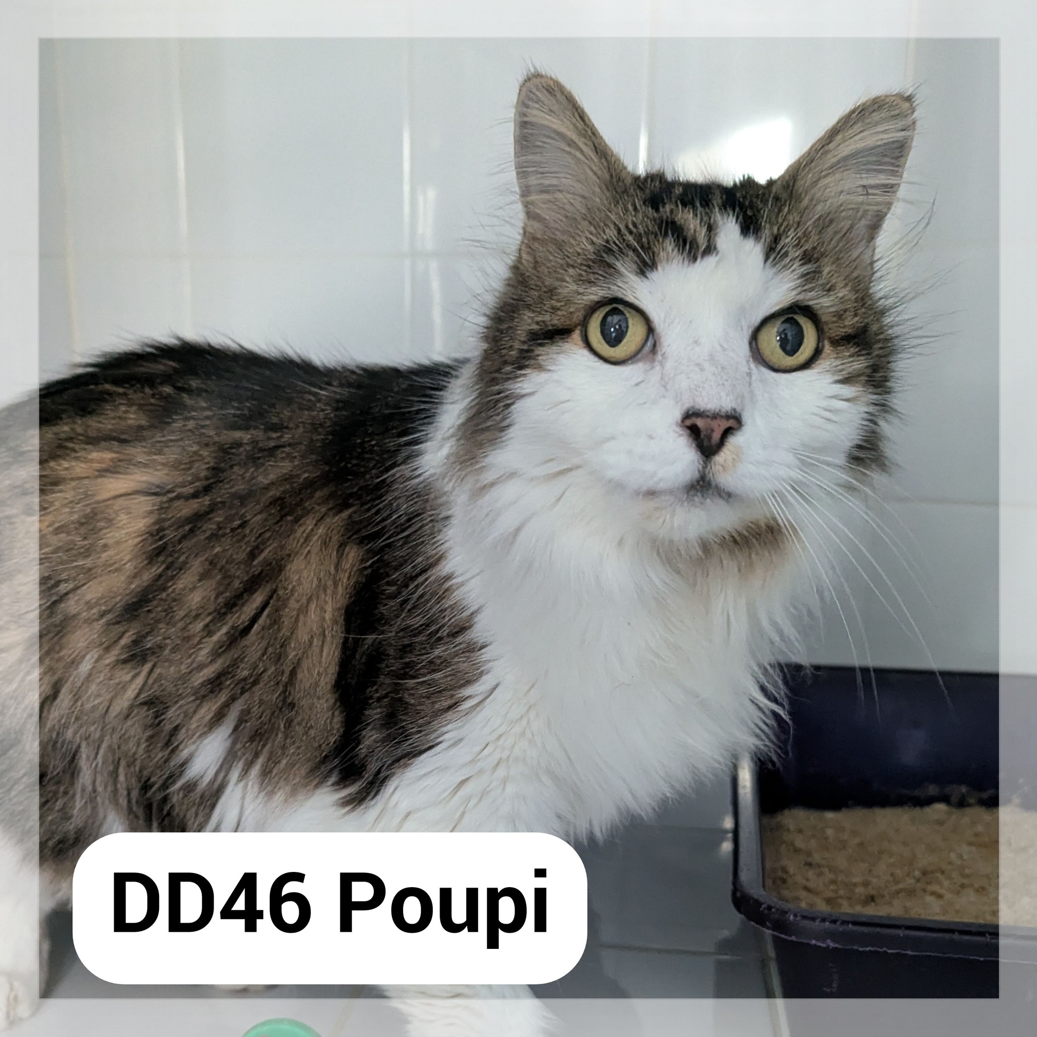 Lire la suite à propos de l’article Poupi