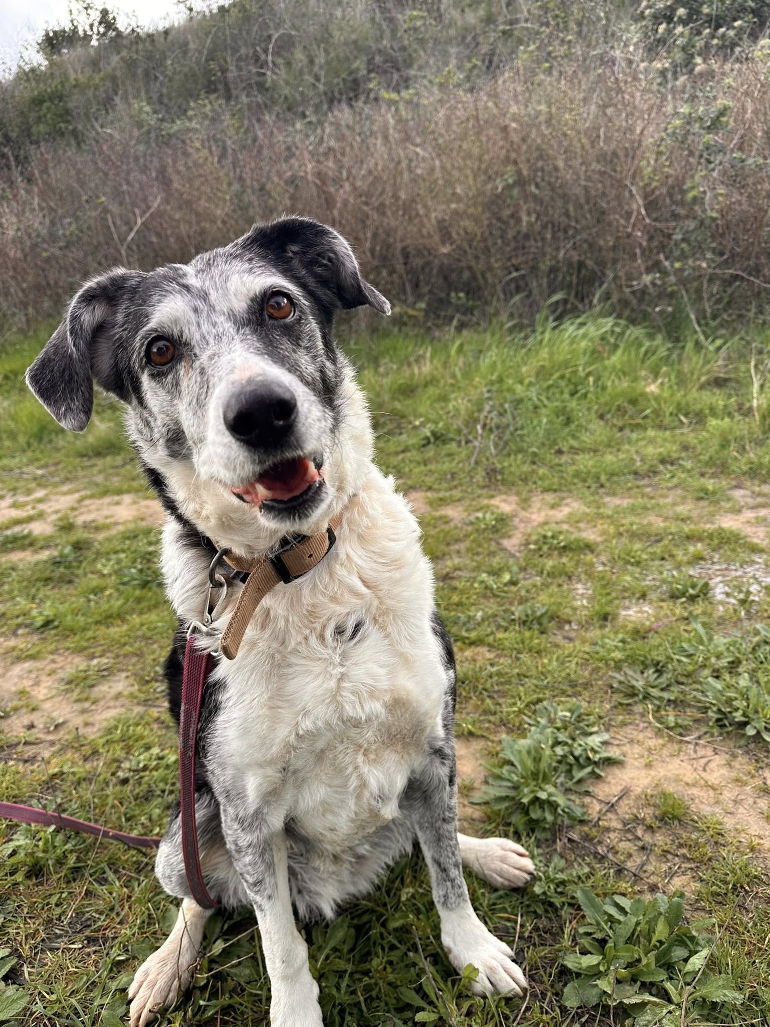 Lire la suite à propos de l’article Malou SENIOR