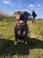 Naya, chien à l’adoption à la SCPA de Carcassonne