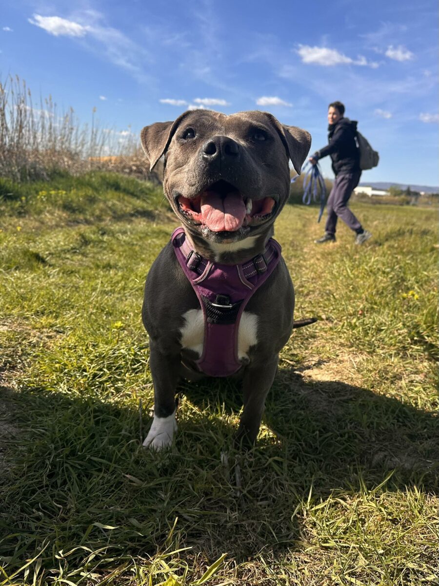 Naya