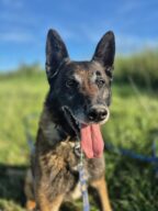 Orus, chien à l’adoption à la SCPA de Carcassonne