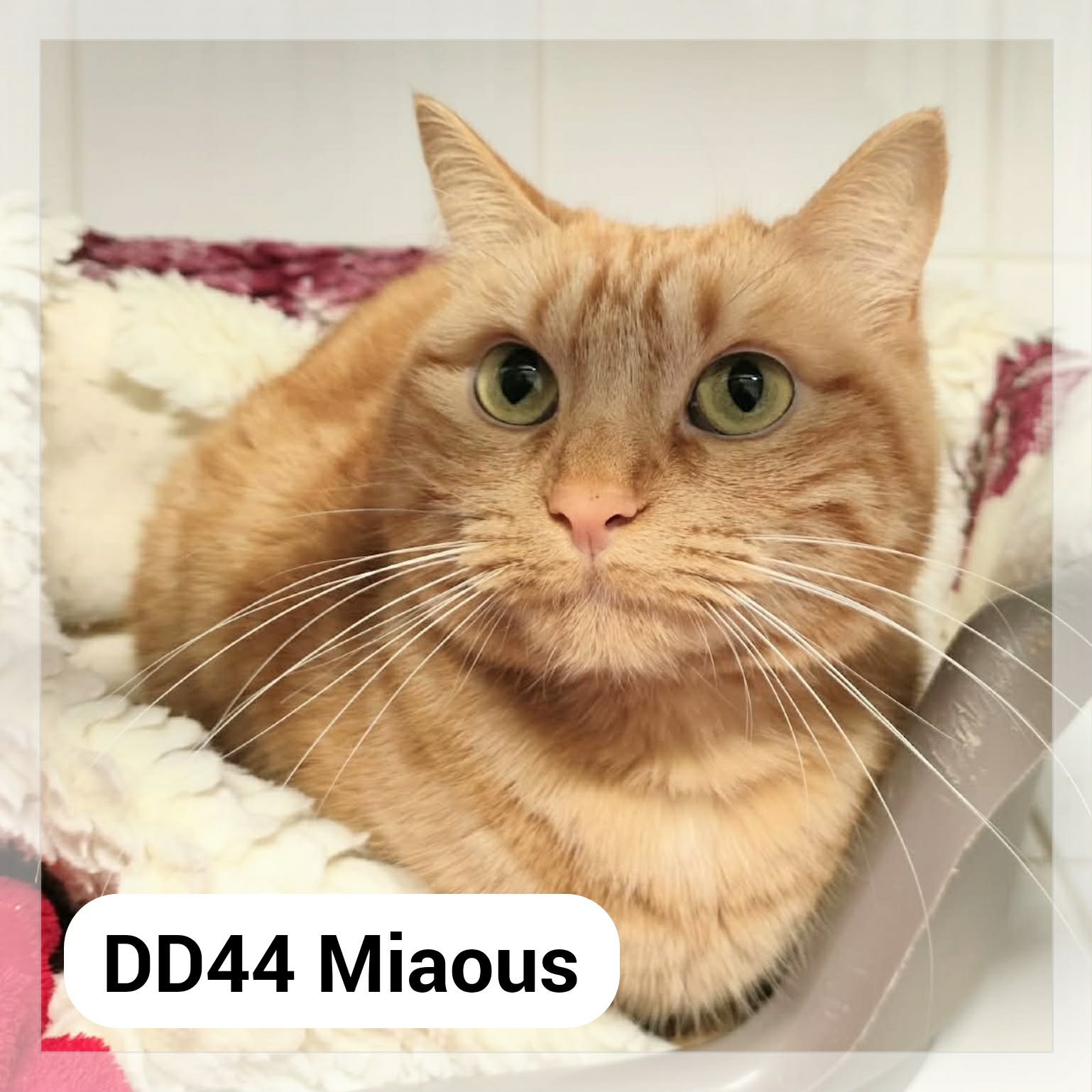 Lire la suite à propos de l’article Miaous