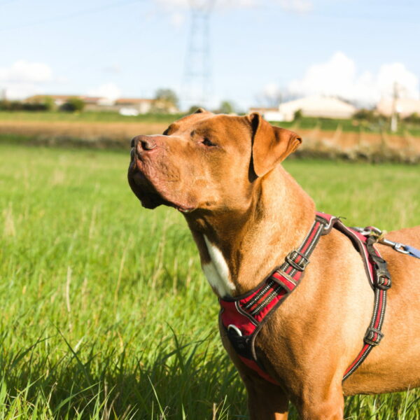 Notre adorable Aston