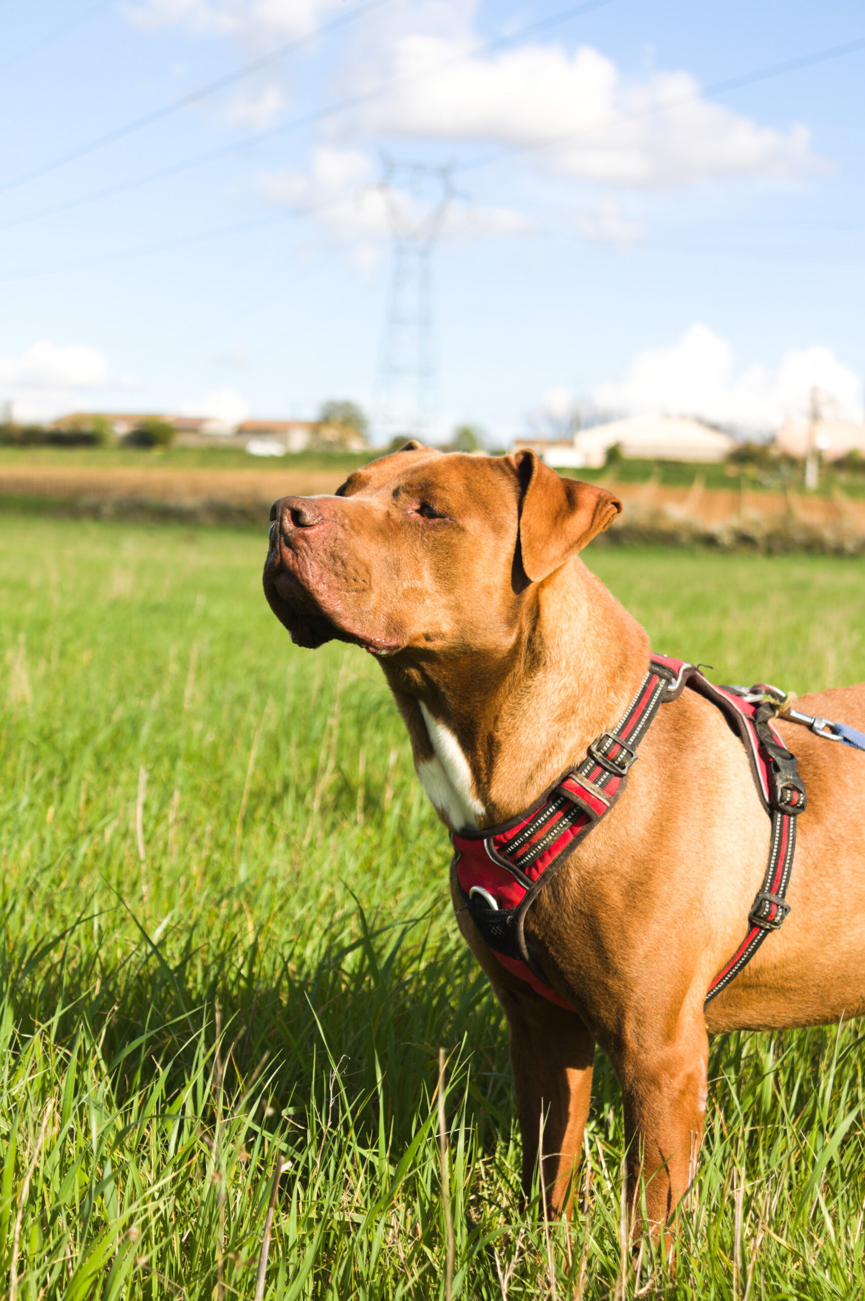 Lire la suite à propos de l’article Notre adorable Aston