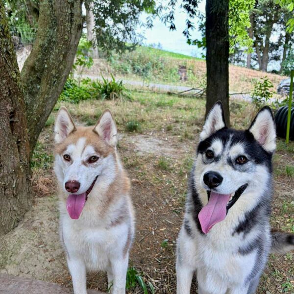 Bella & Stitch