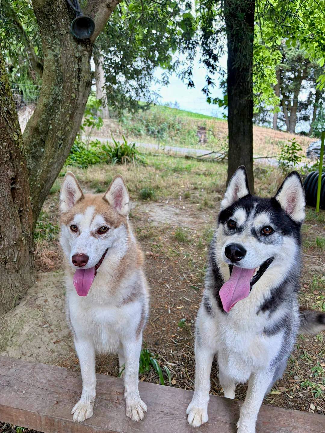 Lire la suite à propos de l’article Bella & Stitch