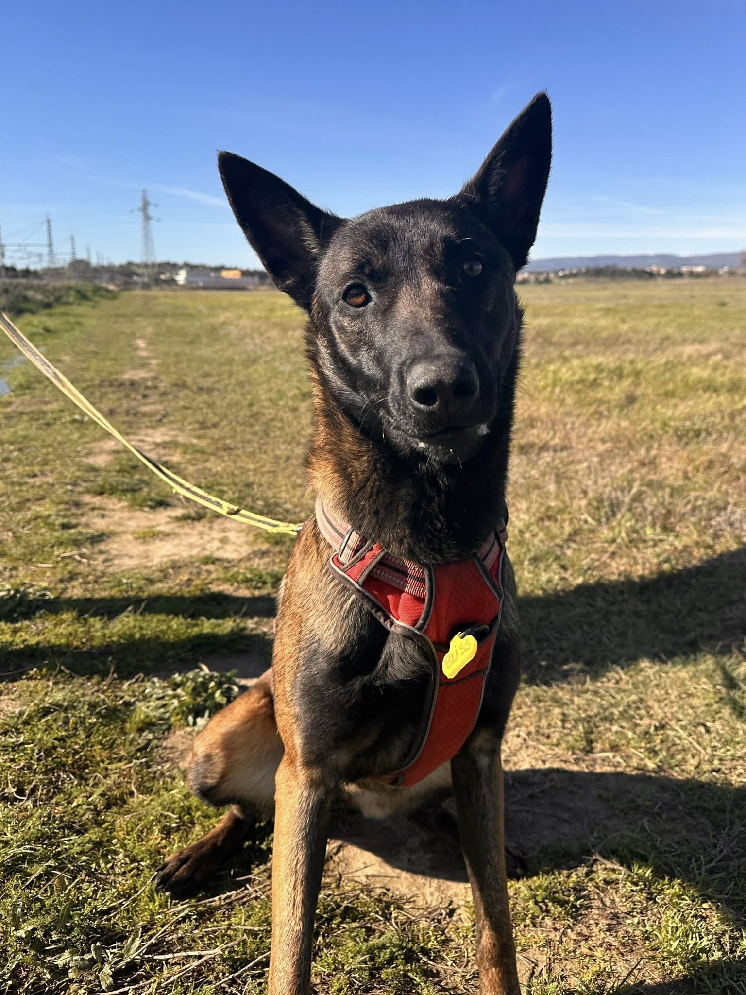 Lire la suite à propos de l’article Bliss