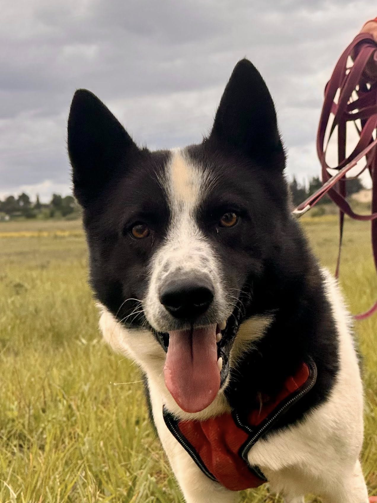 Lire la suite à propos de l’article Bordy