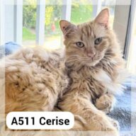 Cerise, chat à l’adoption à la SCPA de Carcassonne