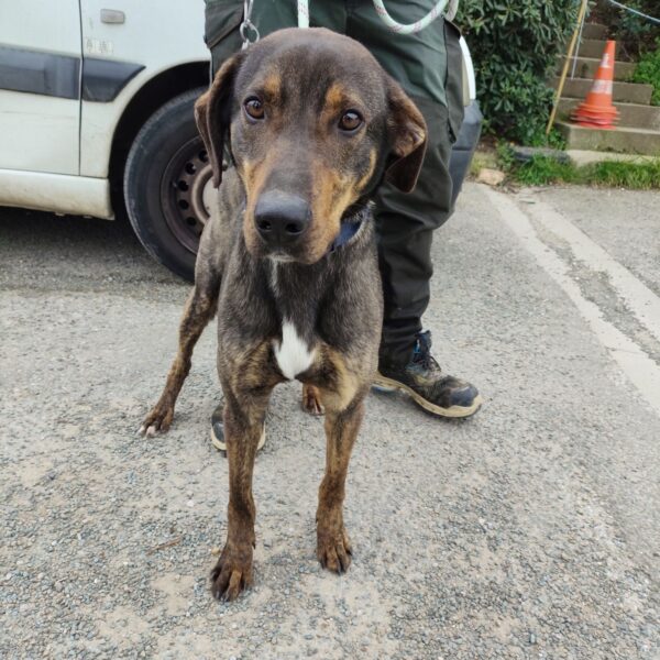 11/03 – FOURRIÈRE Chien – CC89