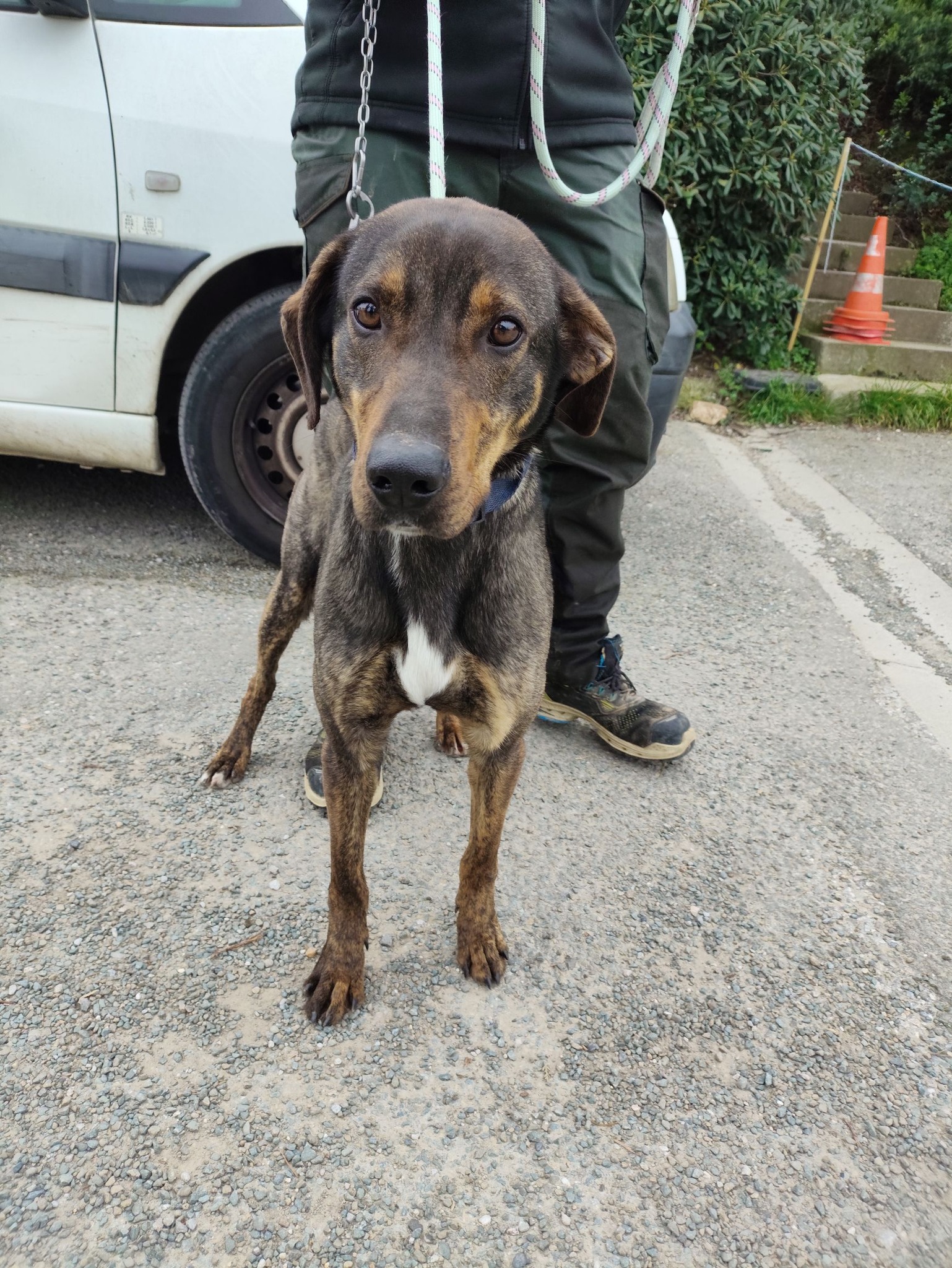 Lire la suite à propos de l’article 11/03 – FOURRIÈRE Chien – CC89