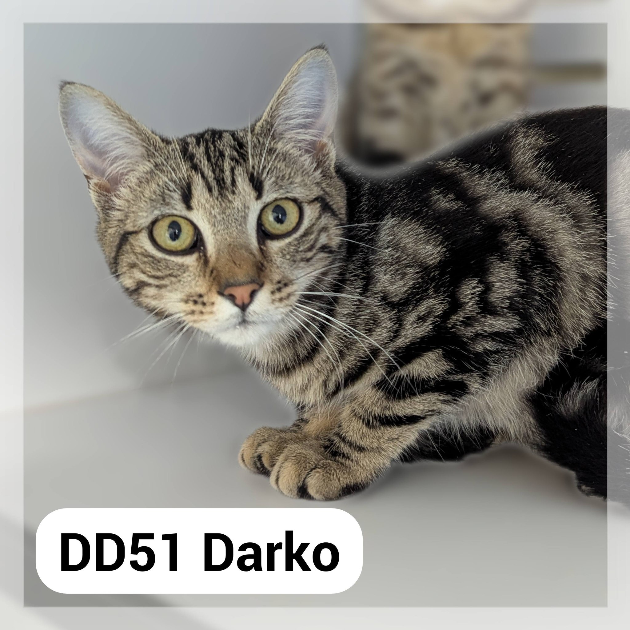 Darko