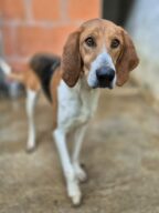 Eloïse réservée, chien à l’adoption à la SCPA de Carcassonne