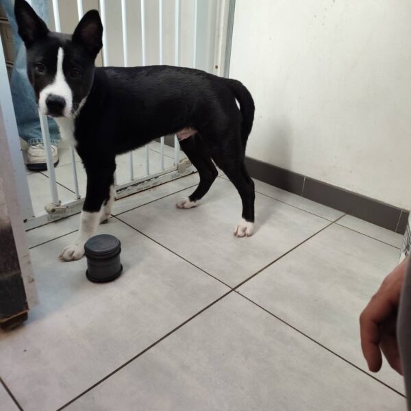 01/03 – FOURRIÈRE Chien CC71