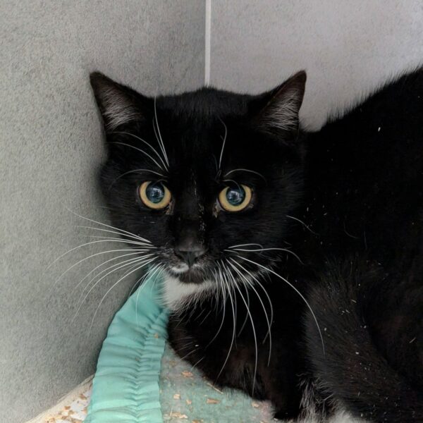 31/03 – FOURRIÈRE Chat