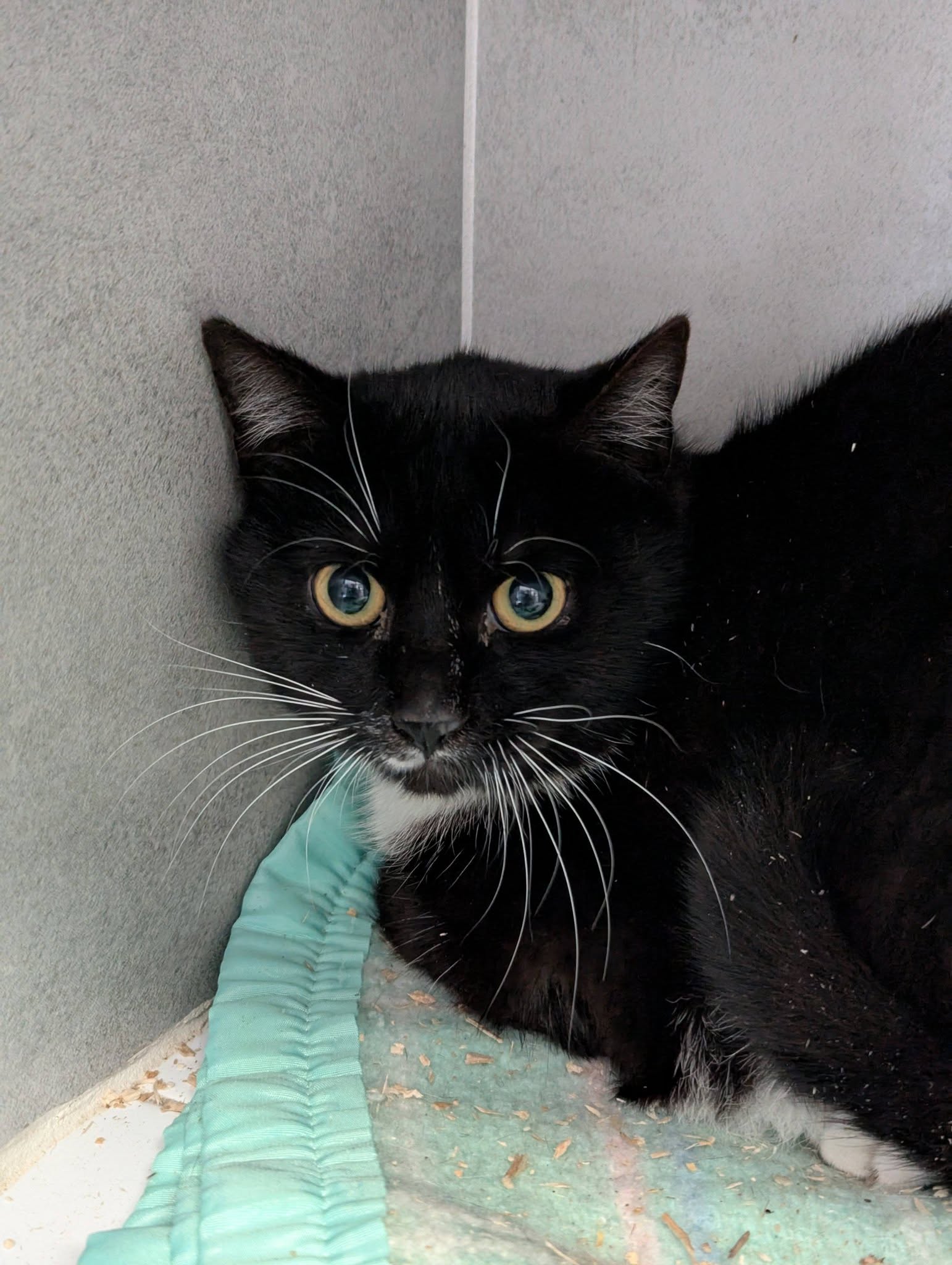 Lire la suite à propos de l’article 31/03 – FOURRIÈRE Chat