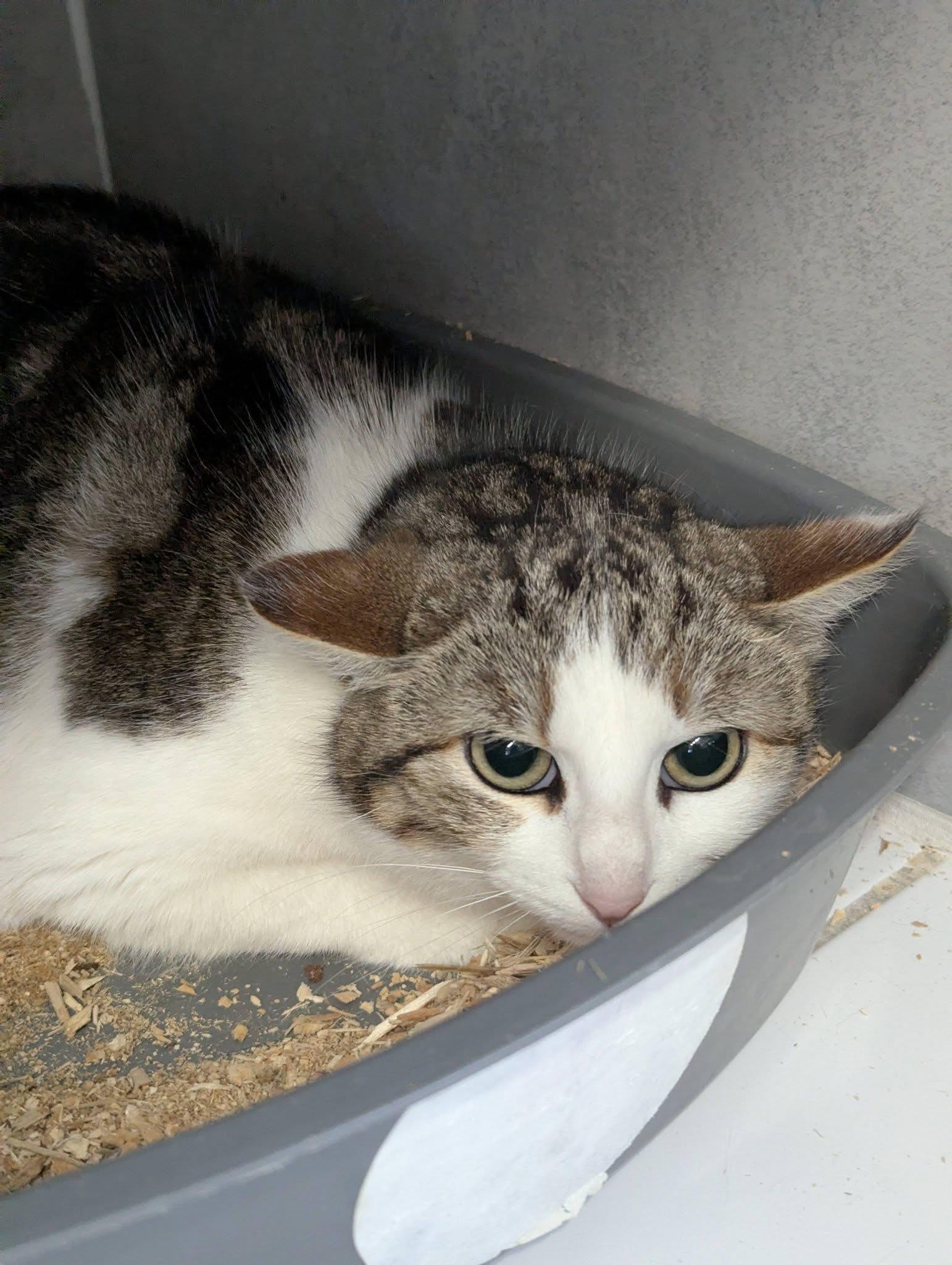 Lire la suite à propos de l’article 31/03 – FOURRIÈRE Chat