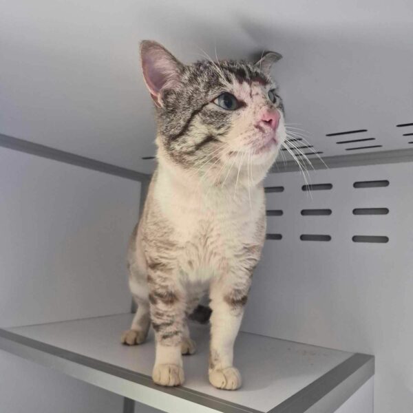 18/03 – FOURRIÈRE Chat – DD68