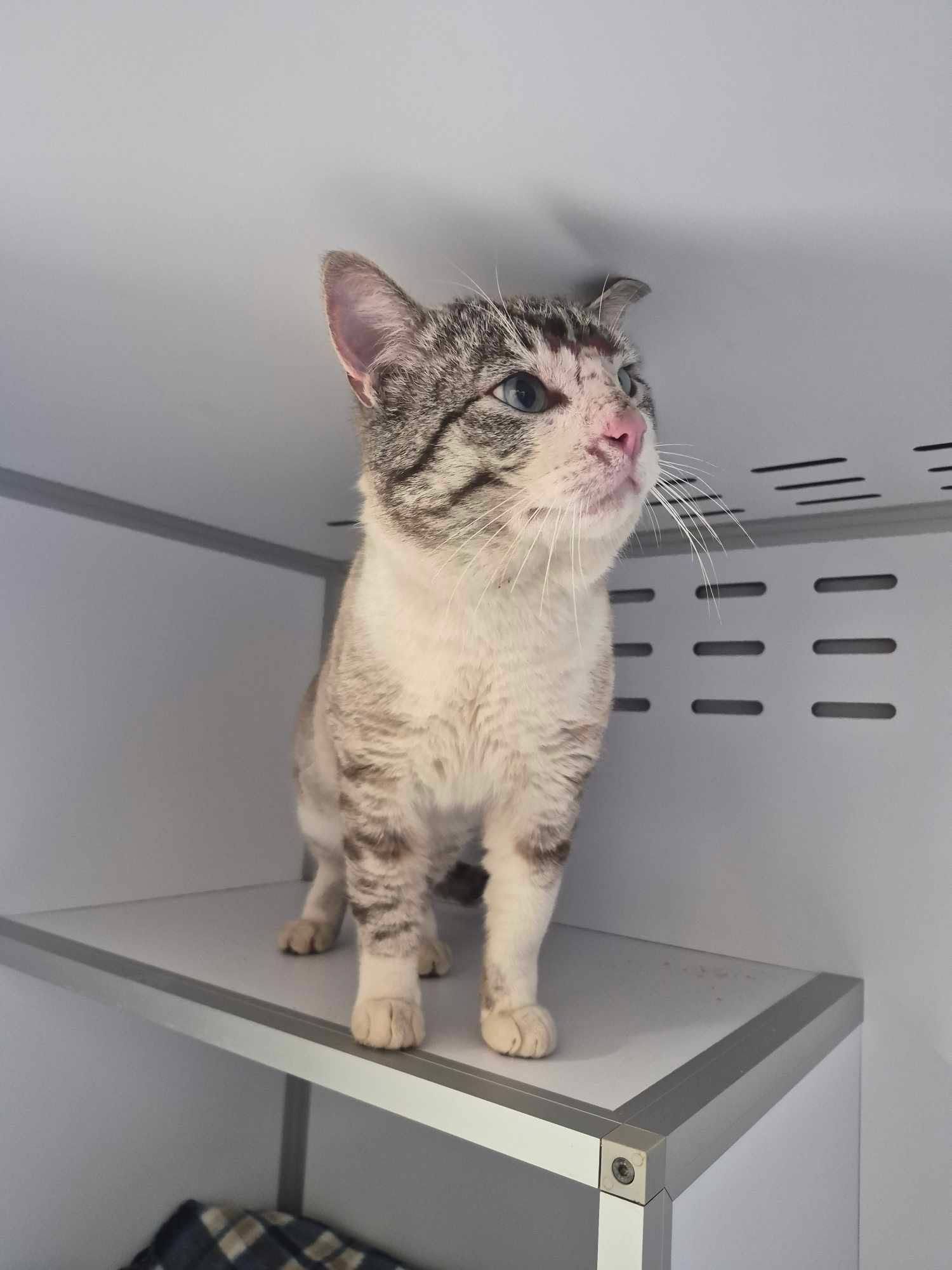 Lire la suite à propos de l’article 18/03 – FOURRIÈRE Chat – DD68