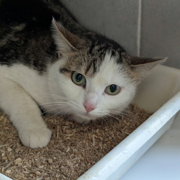 31/03 – FOURRIÈRE Chat