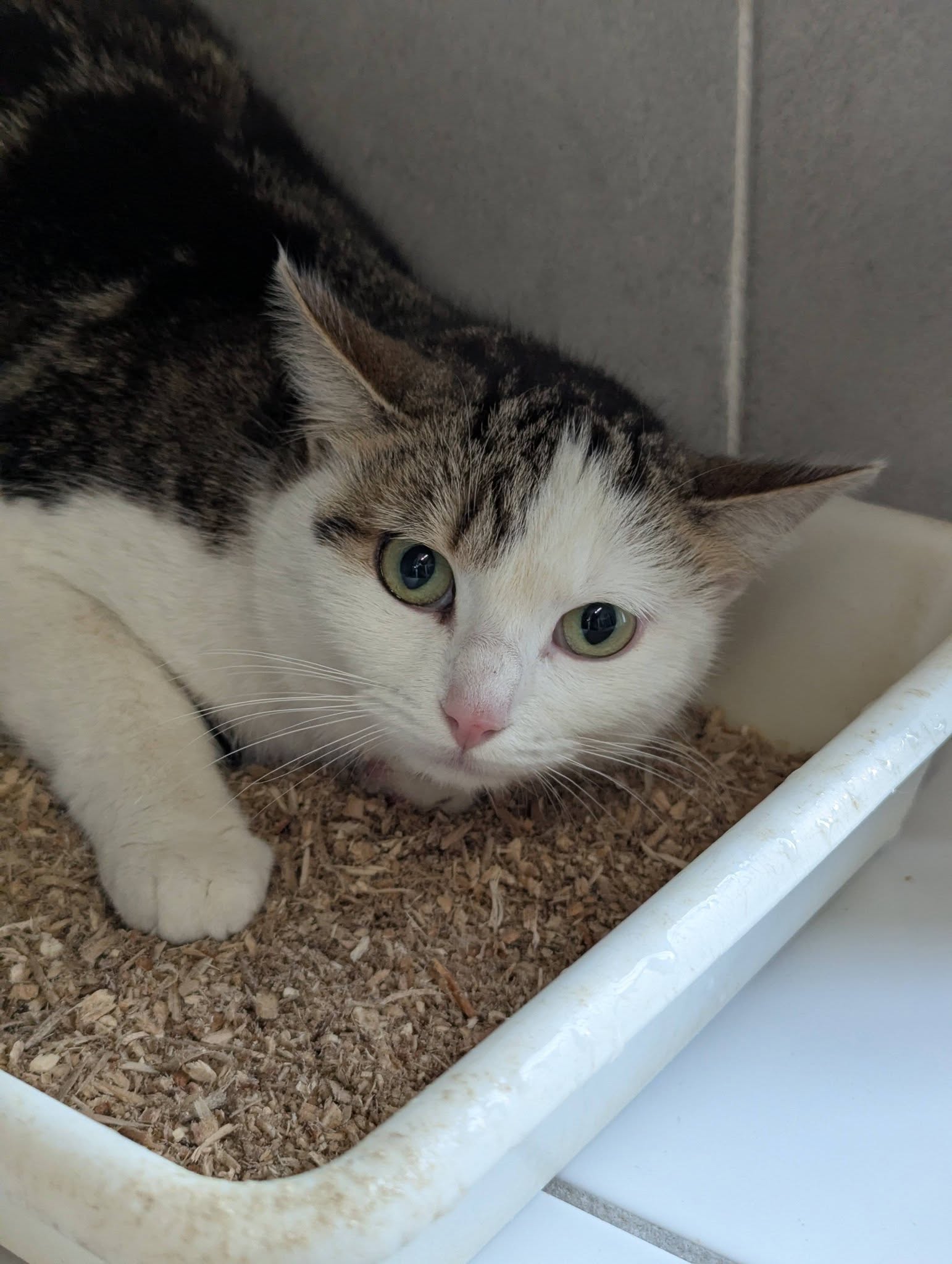 Lire la suite à propos de l’article 31/03 – FOURRIÈRE Chat