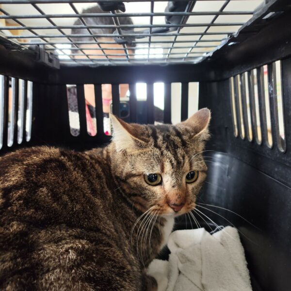 28/03 – FOURRIÈRE Chat – DD87