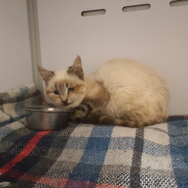 25/03 – FOURRIÈRE Chats – DD76