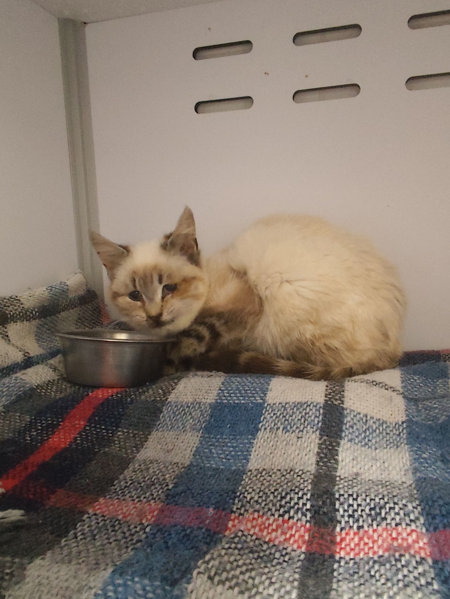 Lire la suite à propos de l’article 25/03 – FOURRIÈRE Chats – DD76