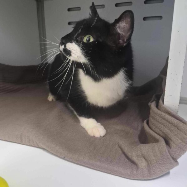 25/03 – FOURRIÈRE Chats – DD78