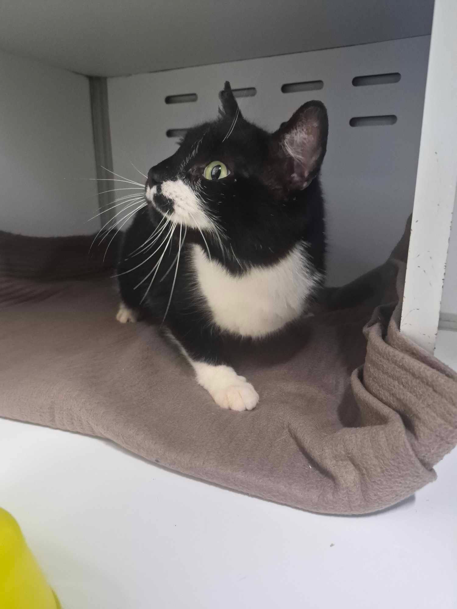 Lire la suite à propos de l’article 25/03 – FOURRIÈRE Chats – DD78