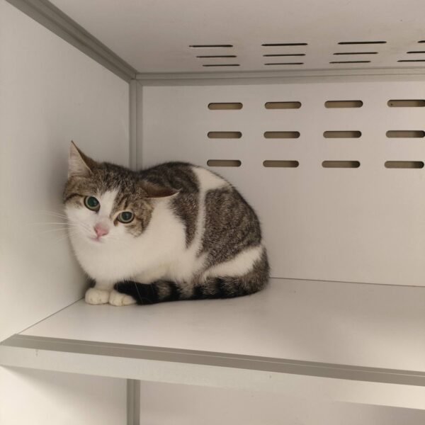 23/03 – FOURRIÈRE Chats – DD74