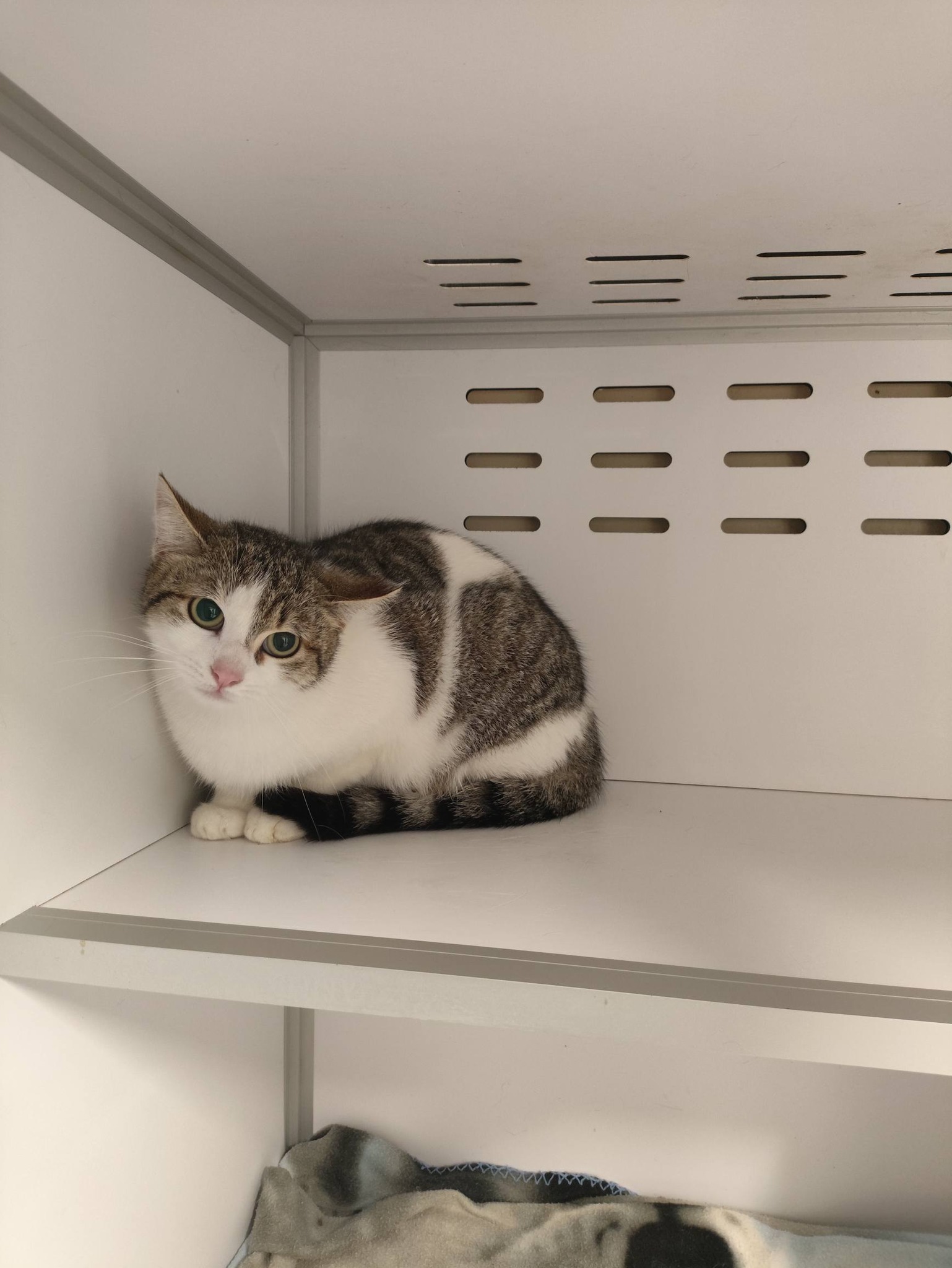 Lire la suite à propos de l’article 23/03 – FOURRIÈRE Chats – DD74