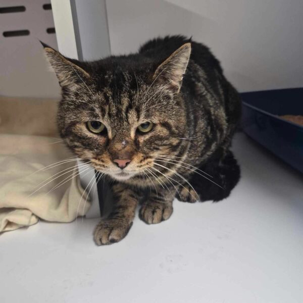 17/03 – FOURRIÈRE Chat – DD67