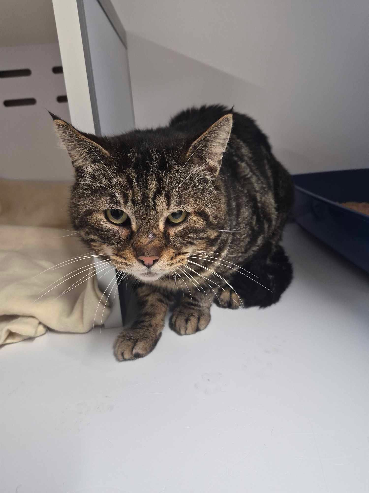 Lire la suite à propos de l’article 17/03 – FOURRIÈRE Chat – DD67