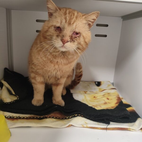 19/03 – FOURRIÈRE Chat – DD70