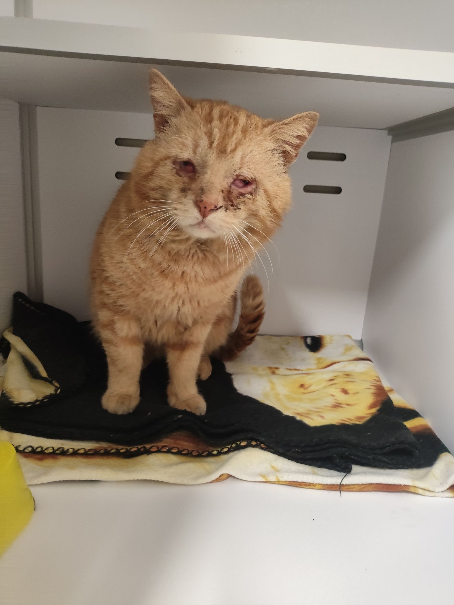 Lire la suite à propos de l’article 19/03 – FOURRIÈRE Chat – DD70