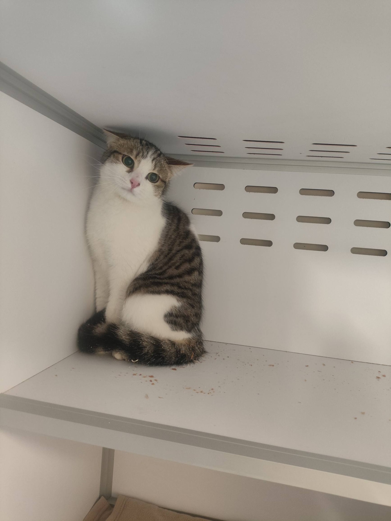 Lire la suite à propos de l’article 23/03 – FOURRIÈRE Chats – DD73