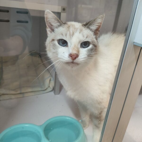 21/03 – FOURRIÈRE Chats – DD72