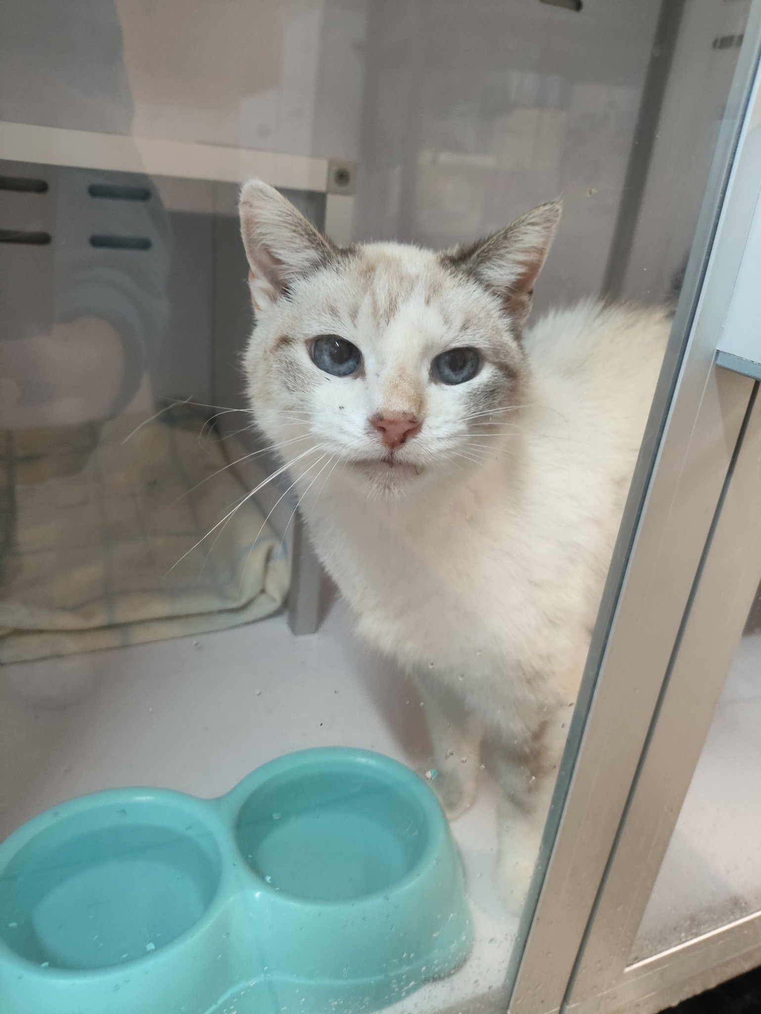 Lire la suite à propos de l’article 21/03 – FOURRIÈRE Chats – DD72