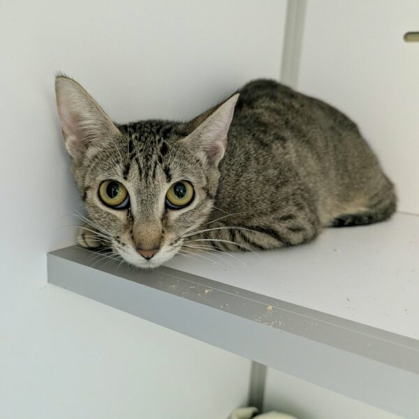 26/03 – FOURRIÈRE Chats – DD82