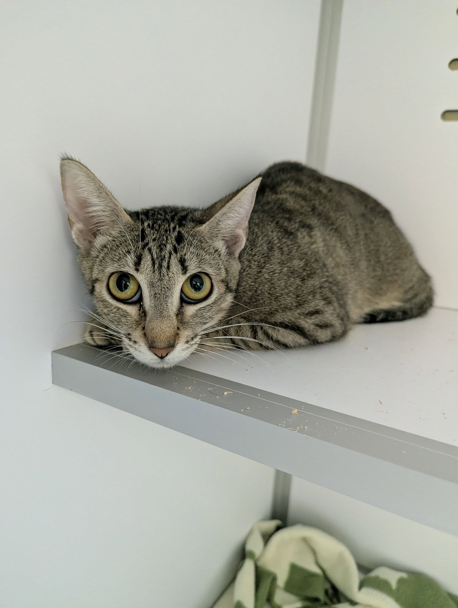 Lire la suite à propos de l’article 26/03 – FOURRIÈRE Chats – DD82