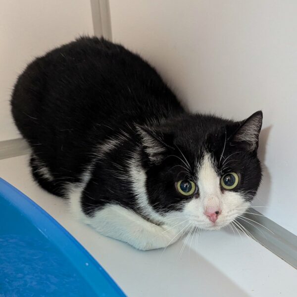 02/03 – FOURRIÈRE Chat DD50