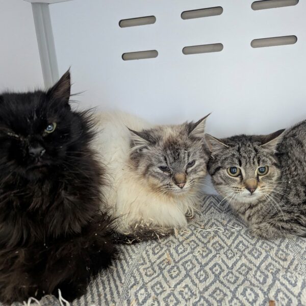 27/03 – FOURRIÈRE Chats (3)