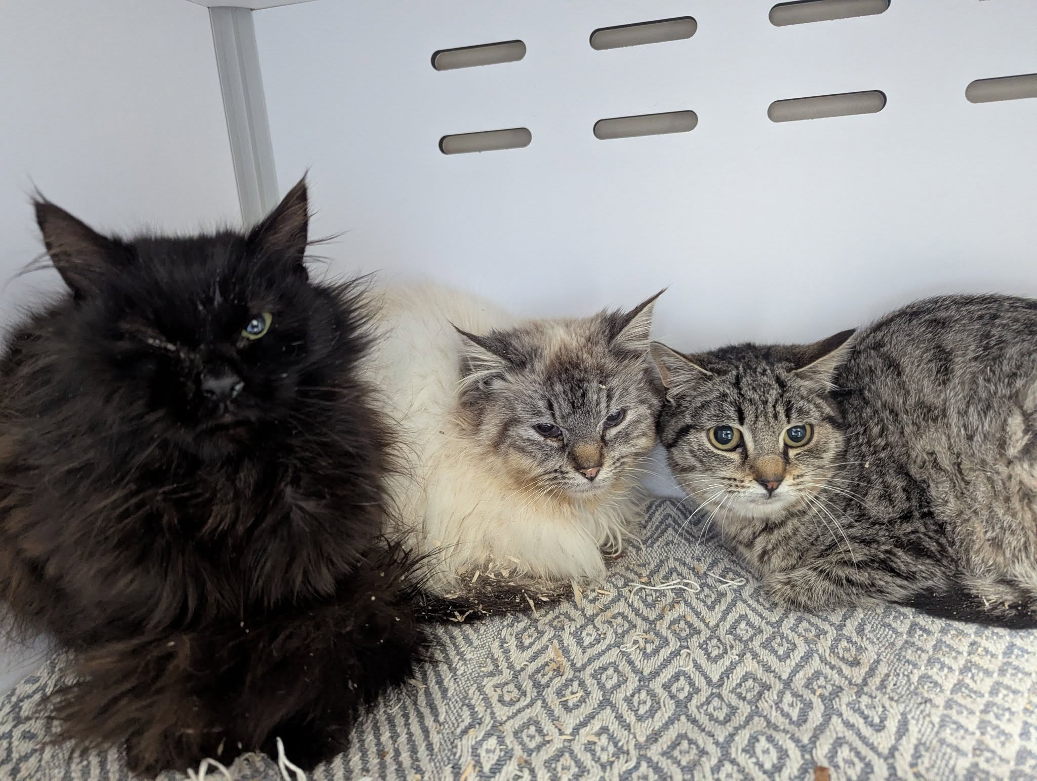 Lire la suite à propos de l’article 27/03 – FOURRIÈRE Chats (3)