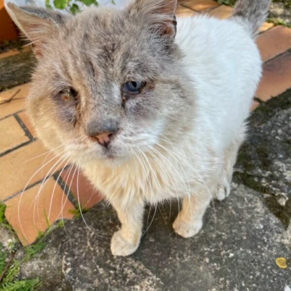 25/03 – FOURRIÈRE Chats – DD77