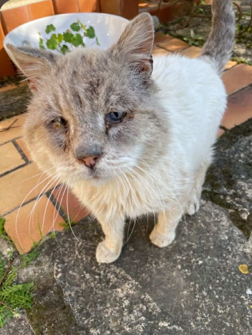 Lire la suite à propos de l’article 25/03 – FOURRIÈRE Chats – DD77