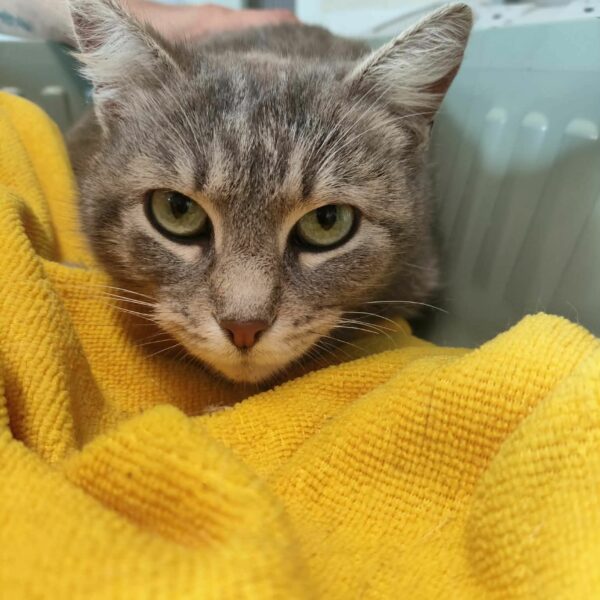 28/03 – FOURRIÈRE Chat – DD75