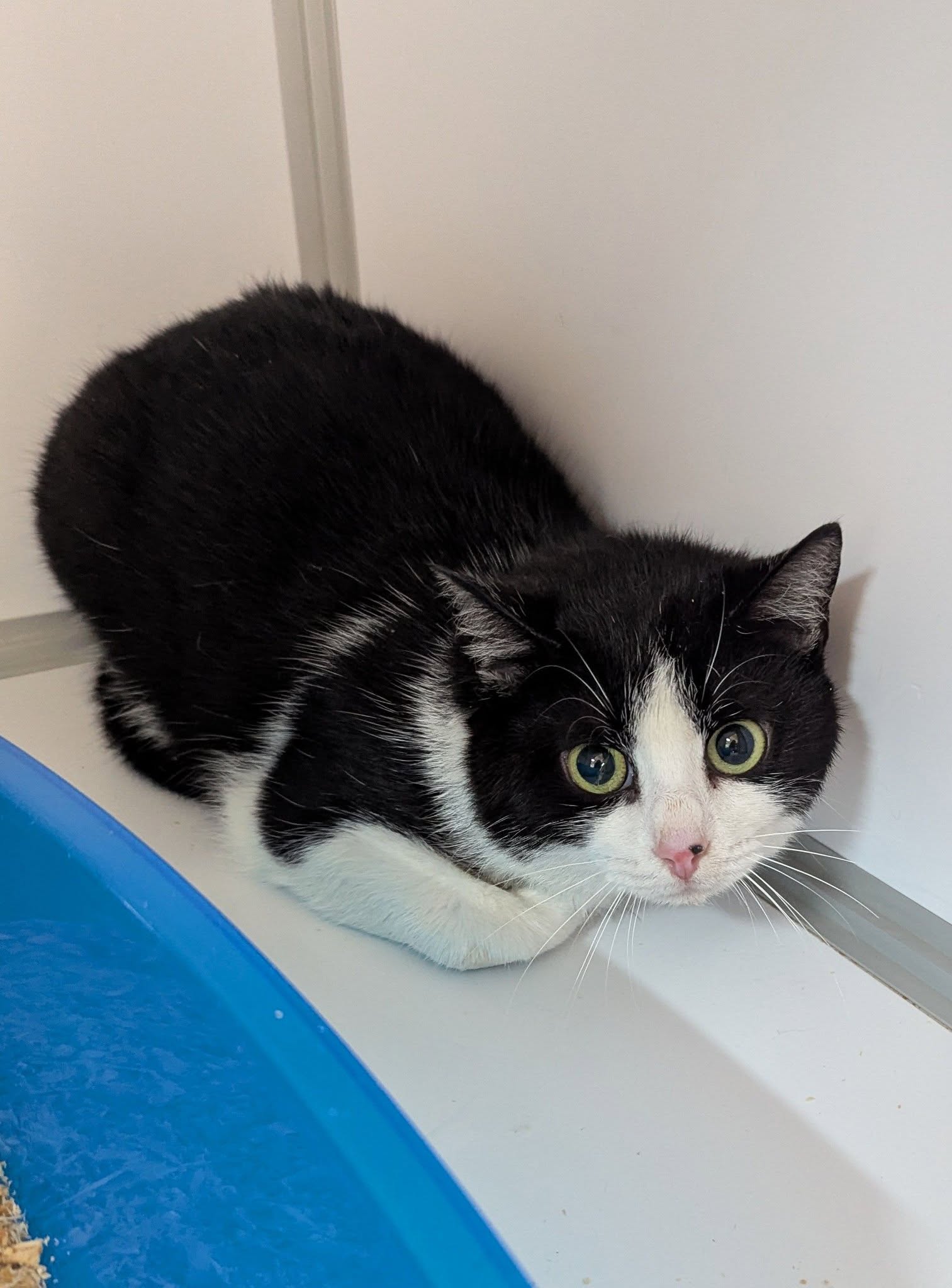 Lire la suite à propos de l’article 02/03 – FOURRIÈRE Chat DD50