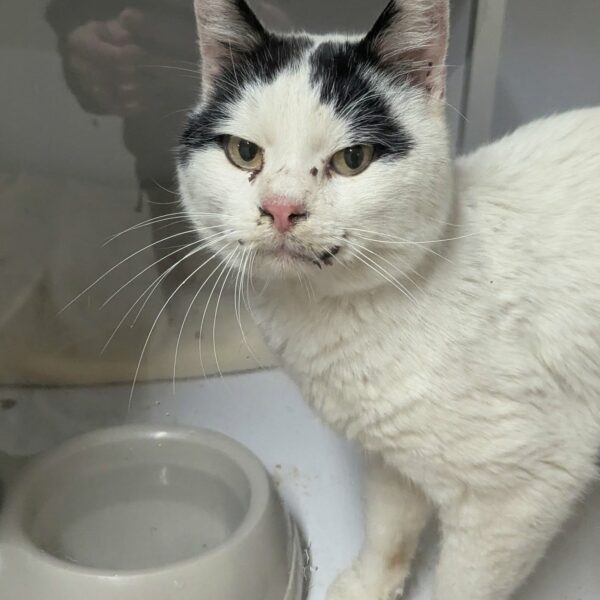 30/03 – FOURRIÈRE Chat – DD90